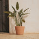 Round pot PETUNIA
