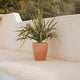 Round pot VIOLETA 55