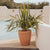 Round pot VIOLETA 55