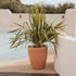 Round pot VIOLETA 55