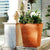 Square colored rustic pot CALENDULA 50
